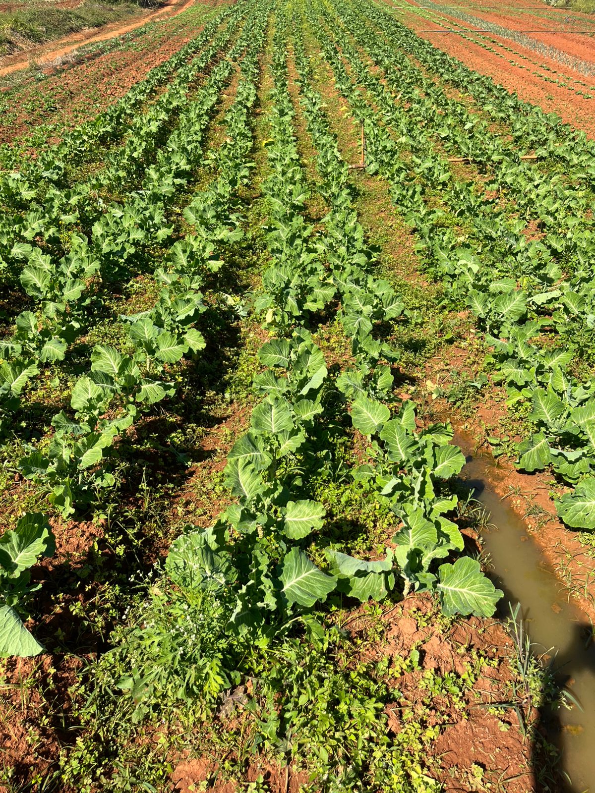 Verduras e hortifruti frescos para comércio - fornecedor de hortaliças SP